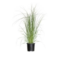 Pampas Grass (2.5 Quart) Tall Ornamental Perennial with White Plumes - Full Sun Live Outdoor Plant