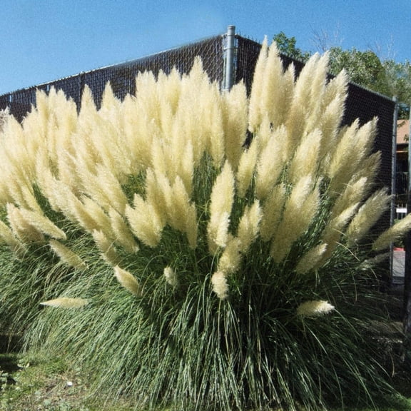 Pampas Grass - Cortaderia selloana
