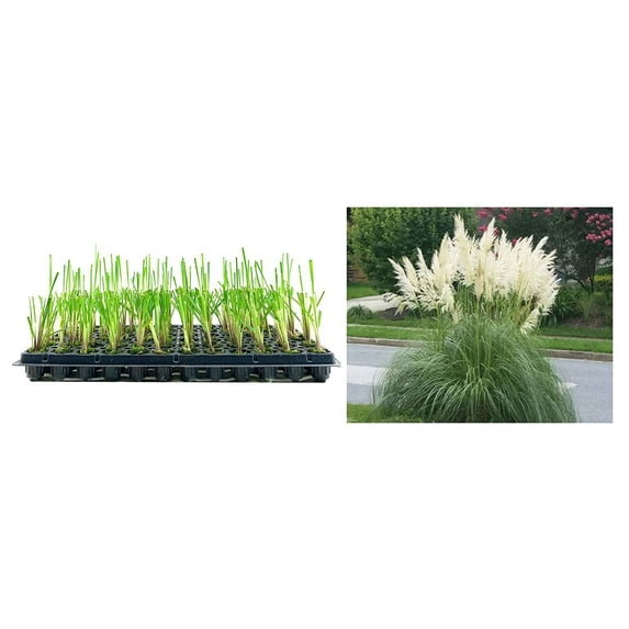 Pampas Grass Blue Bayou 10 Live Plants Cortaderia Selloana Dwarf Low Maintenance Drought Tolerant Ornamental Grass