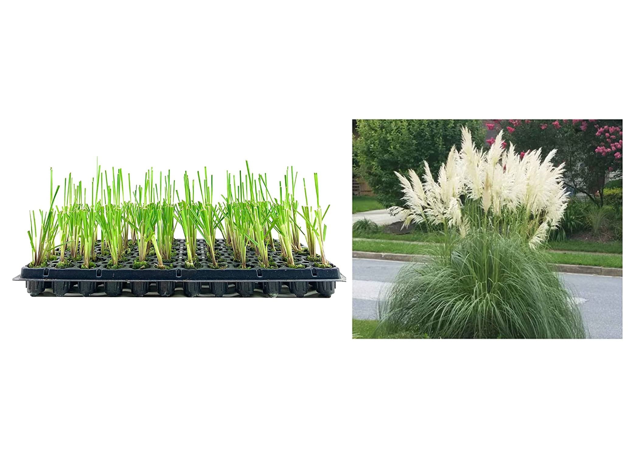 Pampas Grass Blue Bayou 3 Live Plants Cortaderia Selloana Dwarf Low