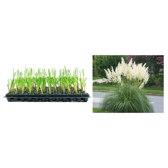 Pampas Grass Blue Bayou 3 Live Plants Cortaderia Selloana Dwarf Low Maintenance Drought Tolerant Ornamental Grass
