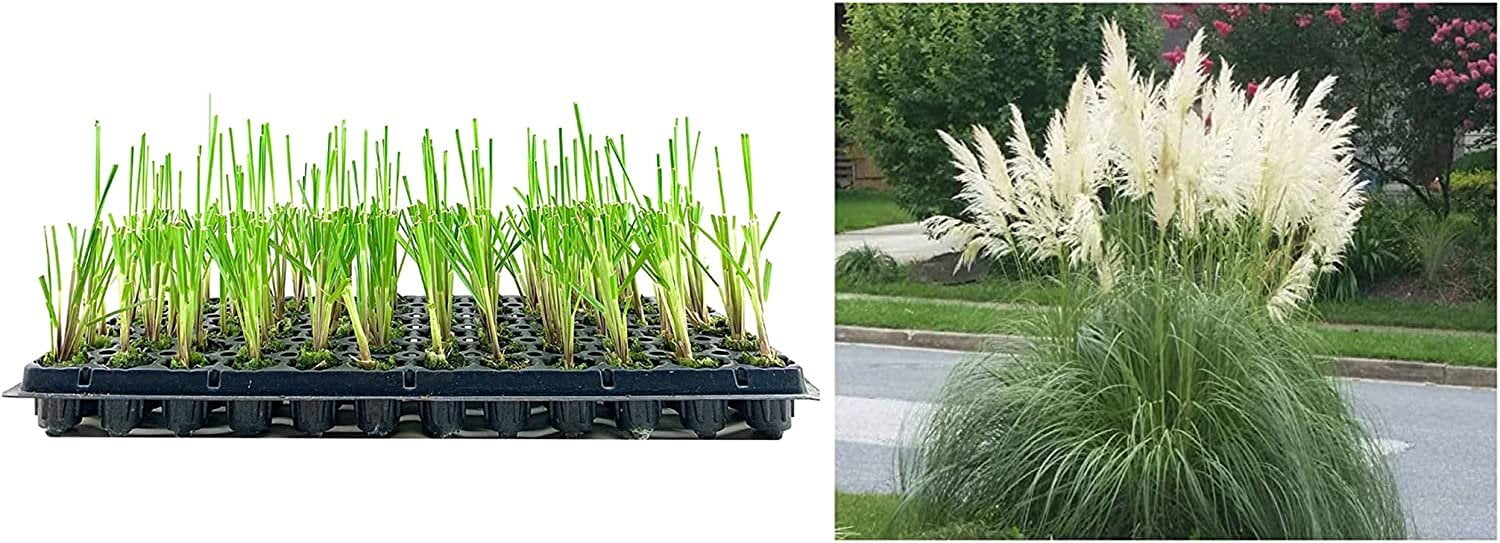 Pampas Grass Blue Bayou 3 Live Plants Cortaderia Selloana Dwarf Low