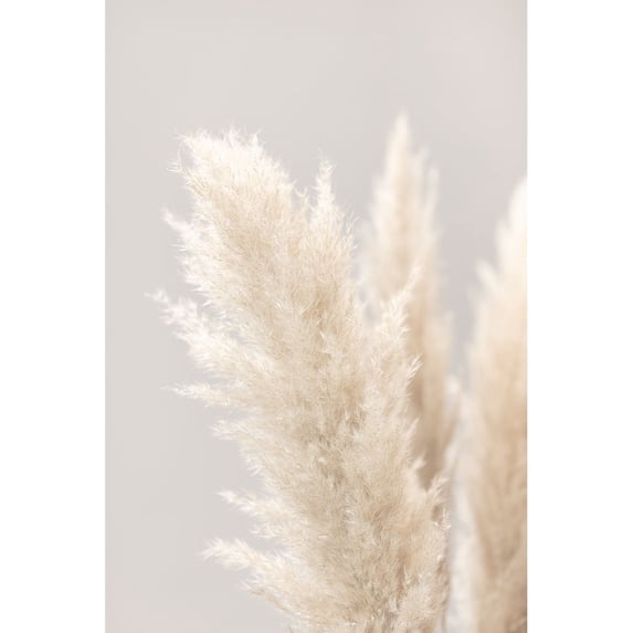 Pampas Grass Grey 03 Poster Print - 1x Studio III (18 x 24)