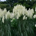 thumbnail image 1 of Pampas Grass Seeds - Argentea White - 1000 Seeds - Decorative Ornamental Grass - Cortaderia selloana, 1 of 2