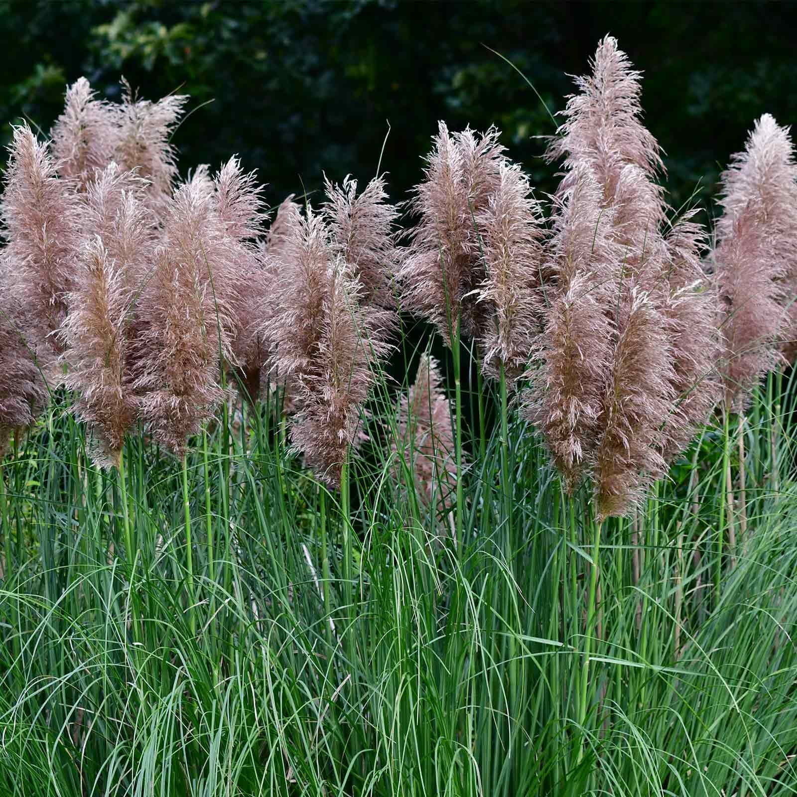Pampas Grass Seeds - Rosea Pink - 1000 Seeds - Decorative Ornamental Grass - Cortaderia selloana