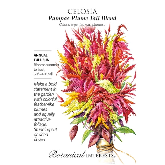 Pampas Plume Tall Blend Celosia Seeds - 300 mg