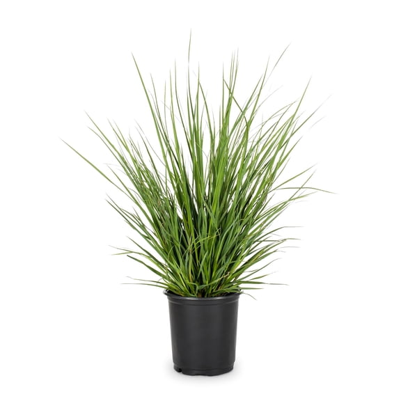 Pampas White Ornamental Grass Live Plant, 2.25 Gallon
