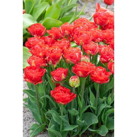 Pamplona Double Early Tulip - 11/12cm Bulbs - 5 Bulbs - Red Blooms