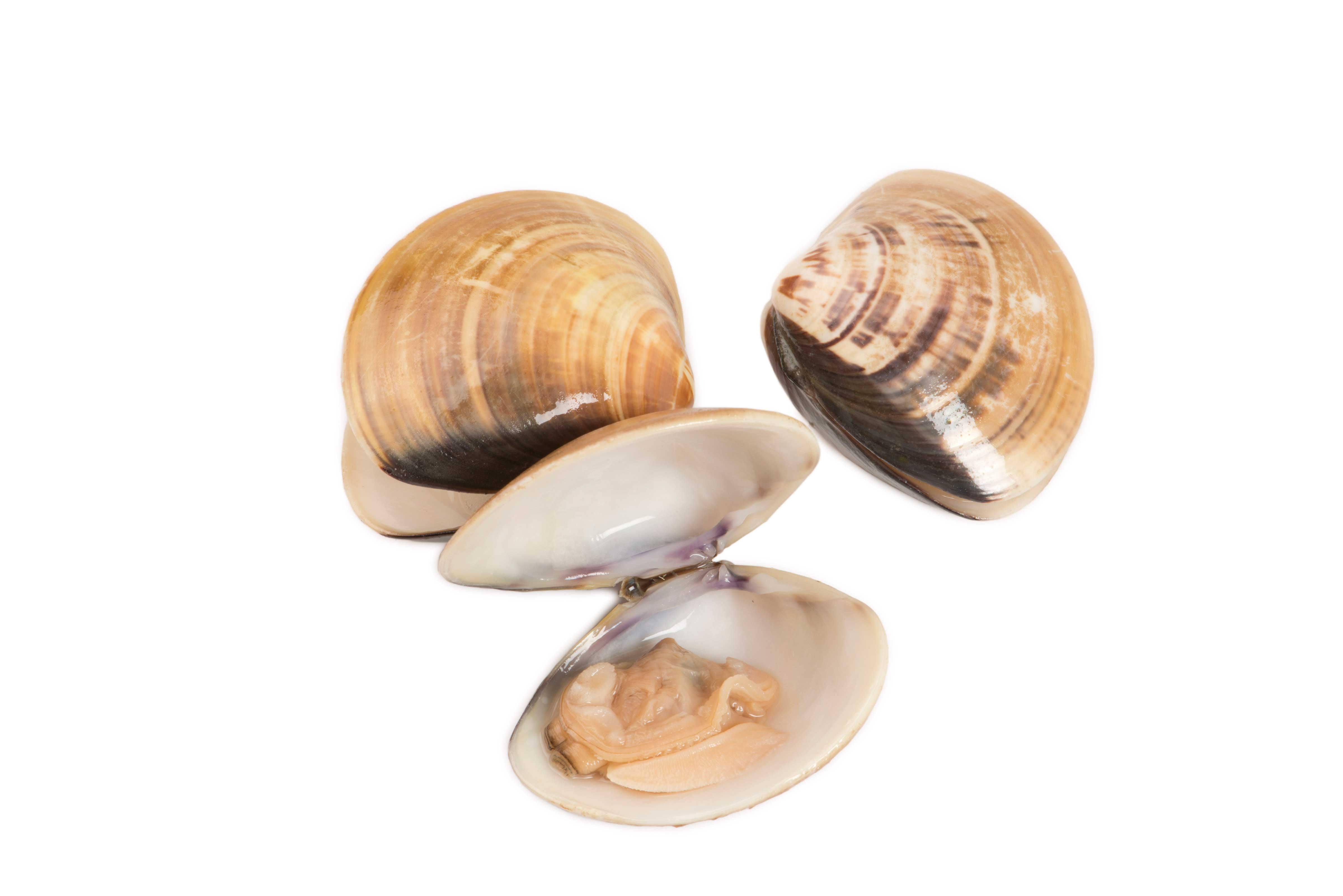 Pana Pesca Whole Shell Clam 1116 count per Pound, 1 Pound 10 per