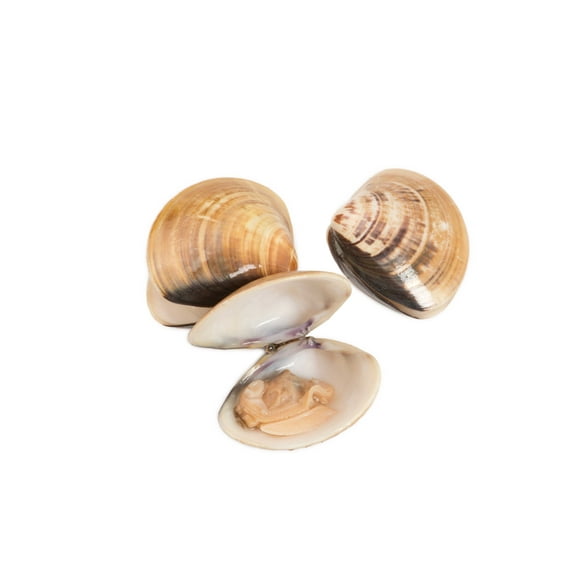 Pana Pesca Whole Shell Clam - 11-16 count per Pound, 1 Pound - 10 per case.