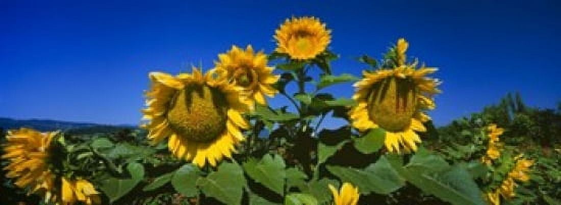 Panache Starburst sunflowers in a field Hood River Oregon USA Canvas Art - Panoramic Images (18 x 7)
