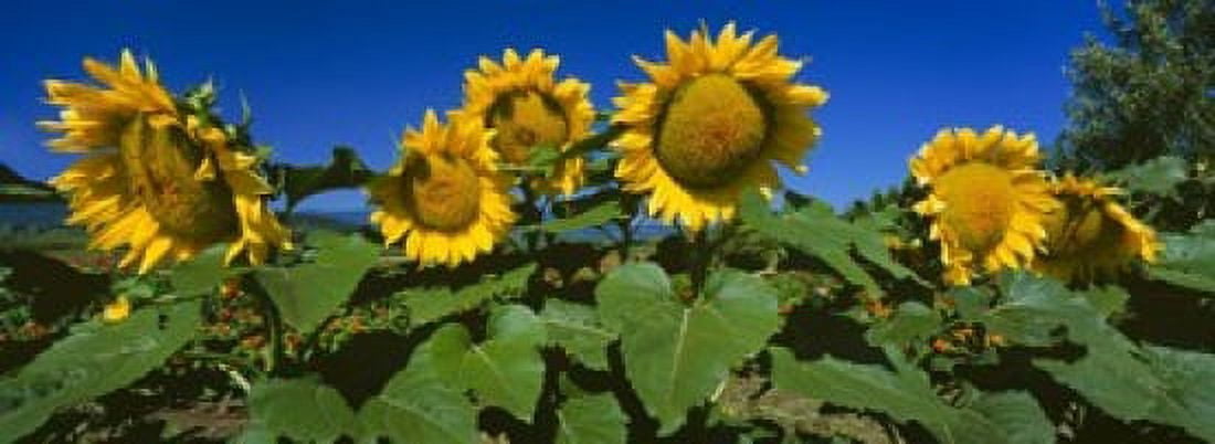 Panache Starburst sunflowers in a field Hood River Oregon USA Canvas Art - Panoramic Images (18 x 7)