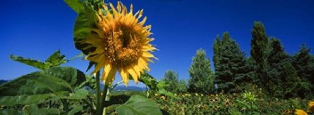 Panache Starburst sunflowers in a field Hood River Oregon USA Canvas Art - Panoramic Images (18 x 7)