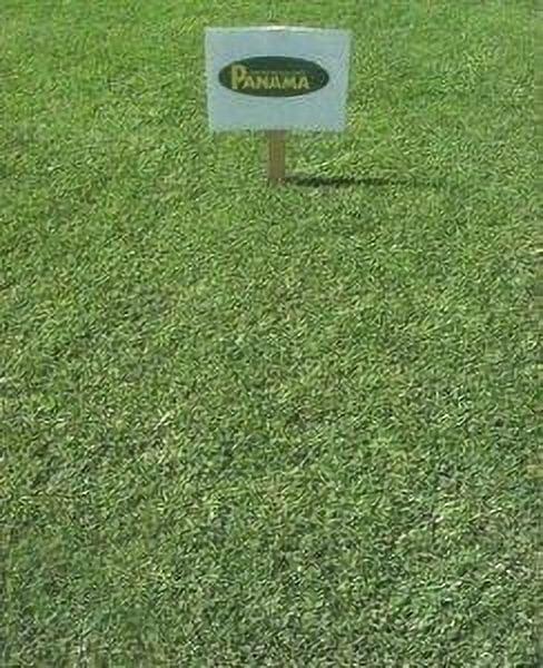Panama Bermuda Grass Seed - 1 Lb