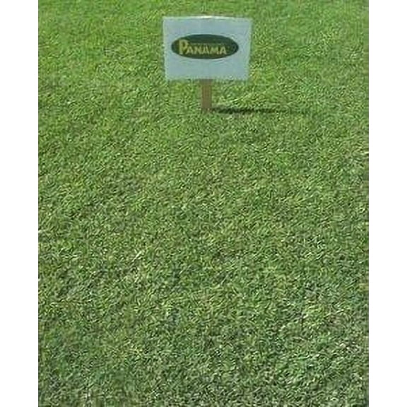 Panama Bermuda Grass Seed - 5 Lbs.