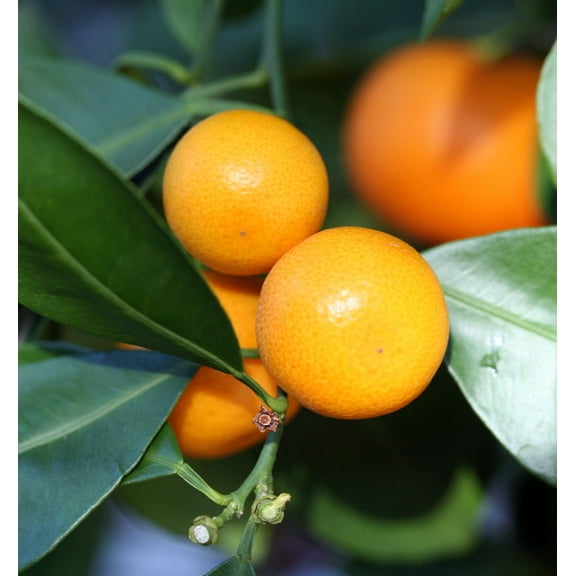 Panama Orange Tree - Calamondin- 5" Pot- No Ship To CA,FL,TX, AZ,LA
