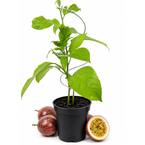 Panama Red Passion Fruit Plant - 1 Live Plant in a 4 Inch Growers Pot - Passifora Edulis - Edible Fruit Bearing Vine for The Patio and Garden