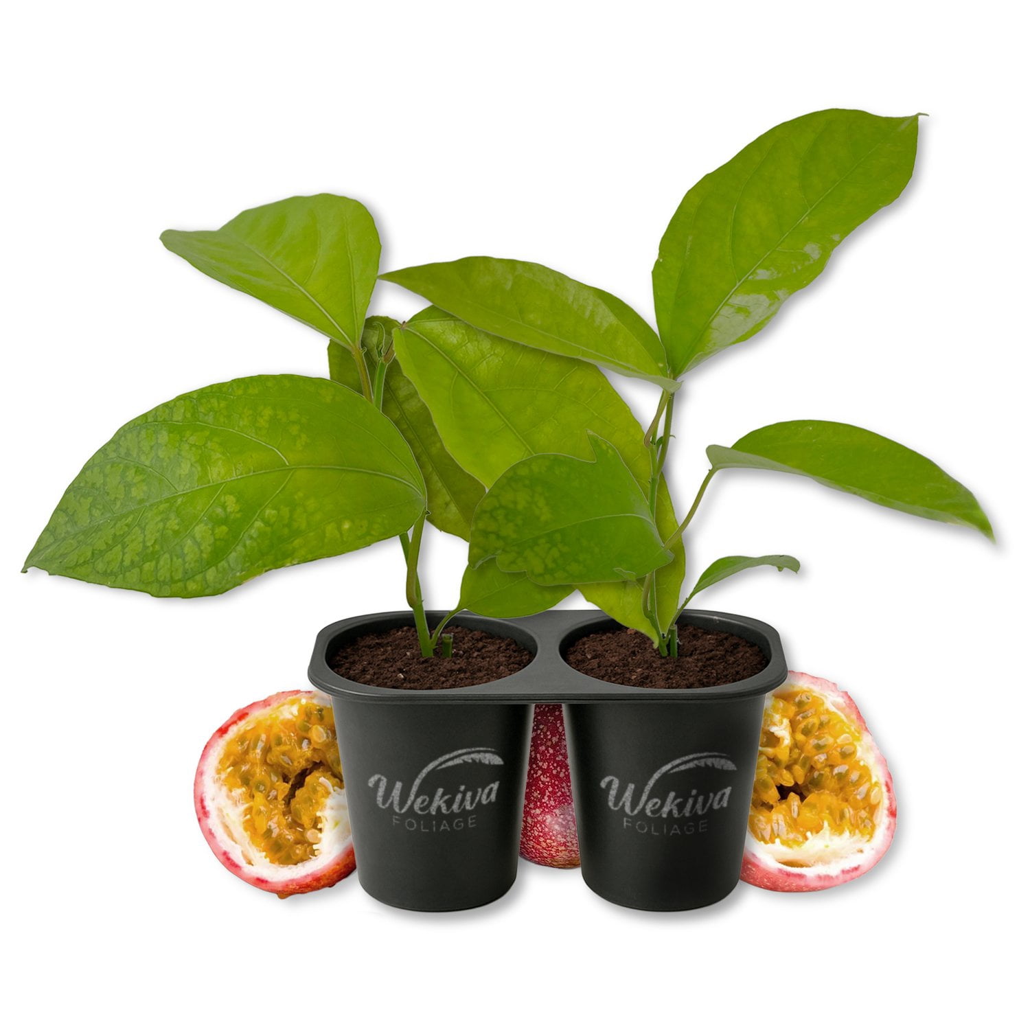 Panama Red Passion Fruit Plant - 2 Live Starter Plants - Passiflora Edulis - Edible Fruit Bearing Vine for The Patio and Garden