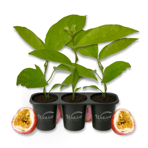 Panama Red Passion Fruit Plant - 3 Live Starter Plants - Passiflora Edulis - Edible Fruit Bearing Vine for The Patio and Garden