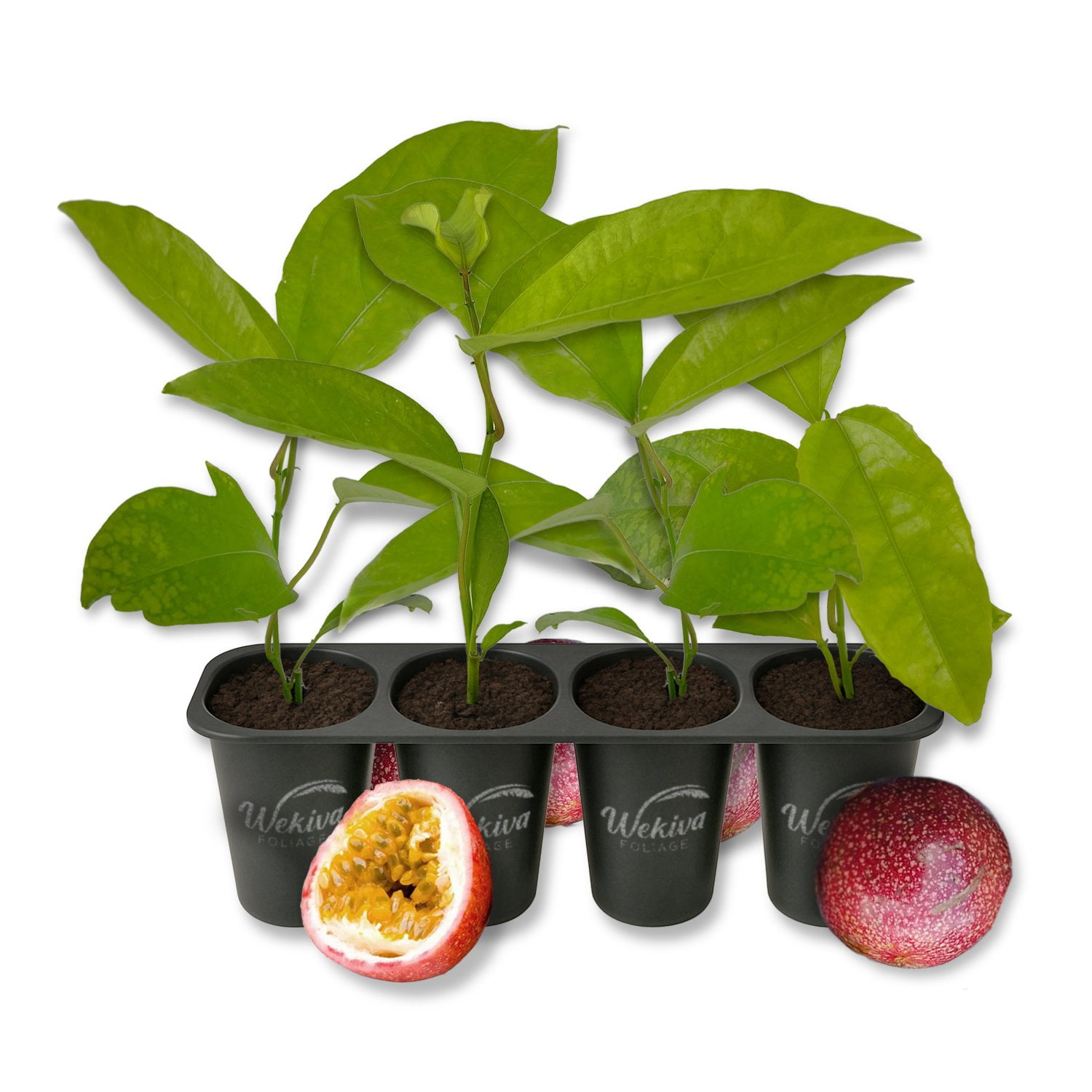 Panama Red Passion Fruit Plant - 4 Live Starter Plants - Passiflora Edulis - Edible Fruit Bearing Vine for The Patio and Garden