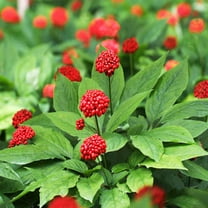 Panax Ginseng Herb Seeds - Medicinal Plants - 20 Seeds