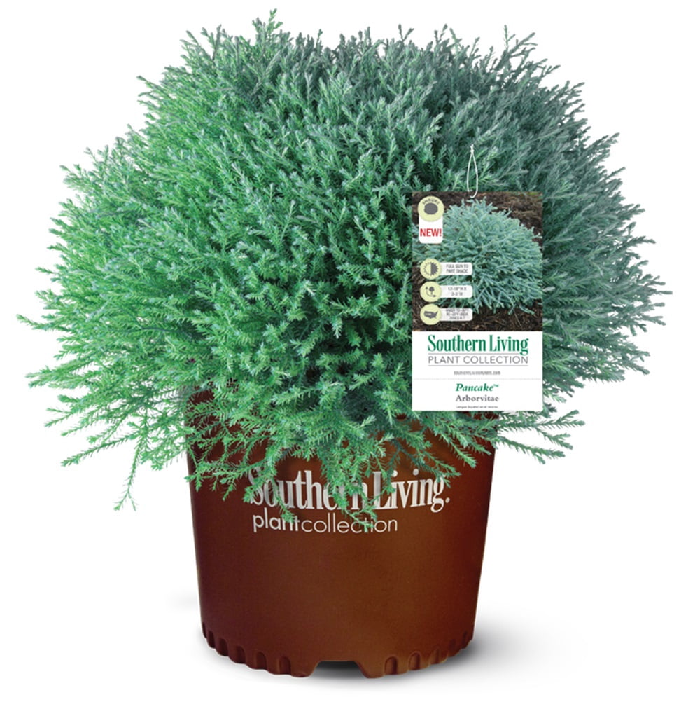 Southern Living Pancake Arborvitae Live Shrub in 2.5-Quart Grower