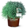 thumbnail image 1 of Southern Living Pancake Arborvitae Live Shrub in 2.5-Quart Grower Pot, 1 of 12