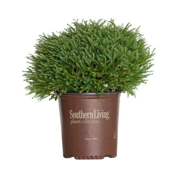 Southern Living Pancake Arborvitae Live Shrub in 2-Gallon Grower Pot
