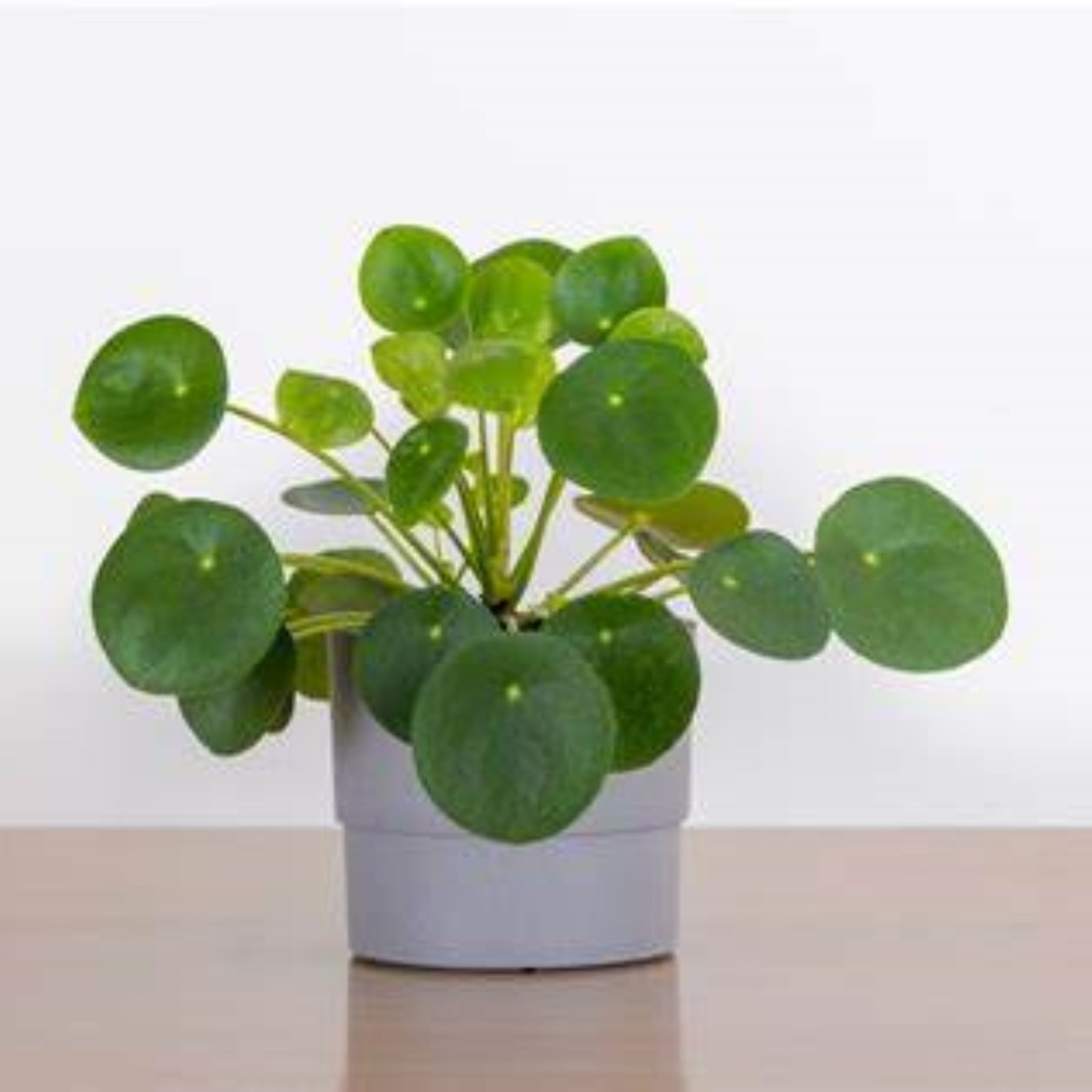 Pancake Plant Bulbs For Planting,Professional Planting,Stephania,Pilea