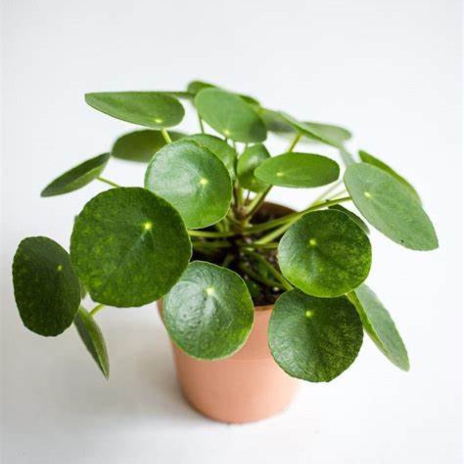 Pancake Plant Bulbs For Planting,Professional Planting,Stephania,Pilea