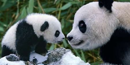 Panda Bear With Cub Canvas Art - Steve Bloom (10 x 20)