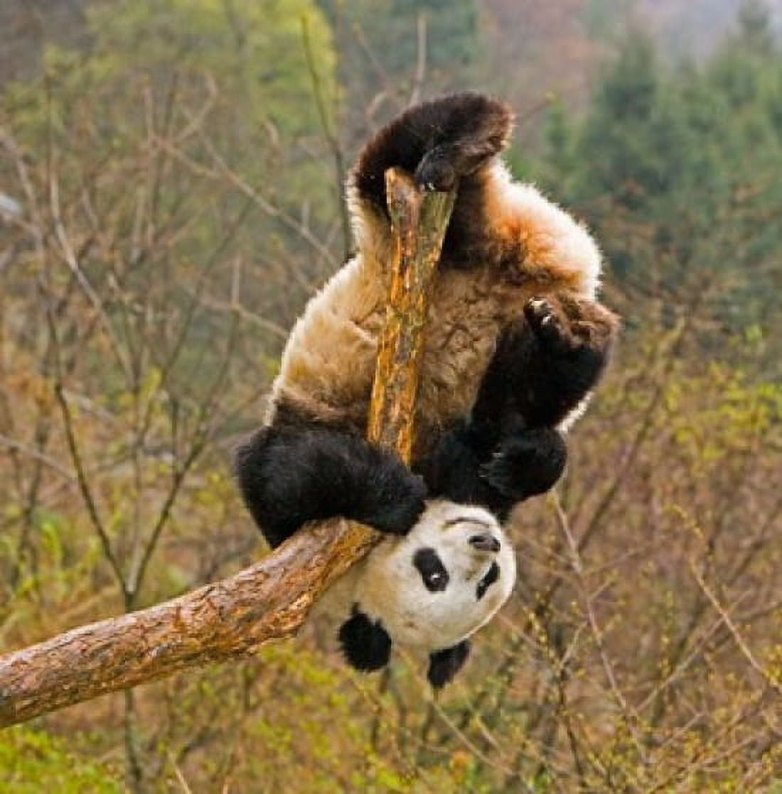 Panda Bear Wolong Panda Reserve China Canvas Art - Alice Garland DanitaDelimont (30 x 30)