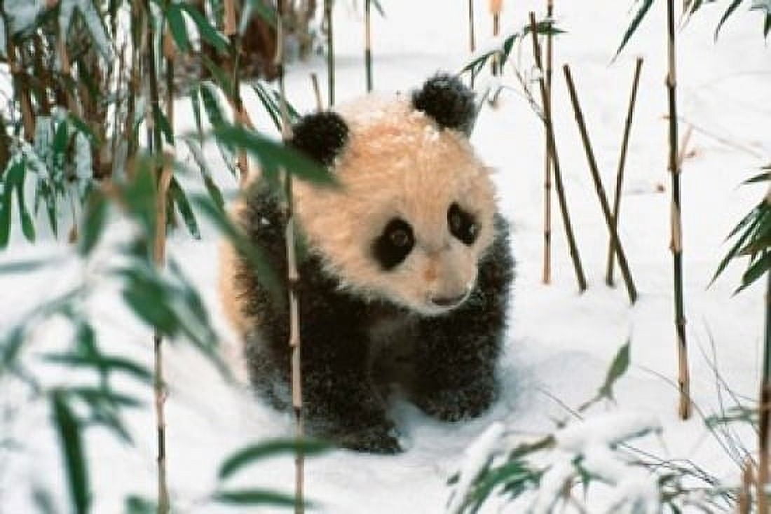 Panda Cub on Snow Wolong Sichuan China Canvas Art - Keren Su DanitaDelimont (18 x 12)