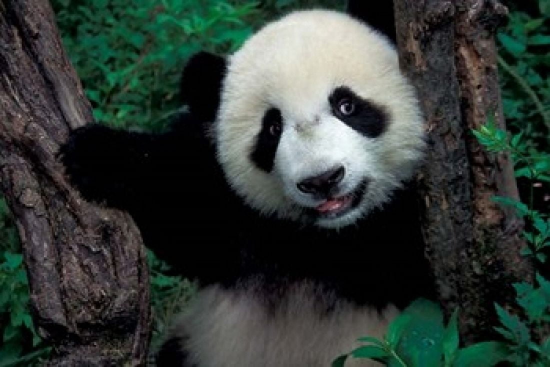 Panda Cub with Tree Wolong Sichuan Province China Canvas Art - Keren Su DanitaDelimont (18 x 12)