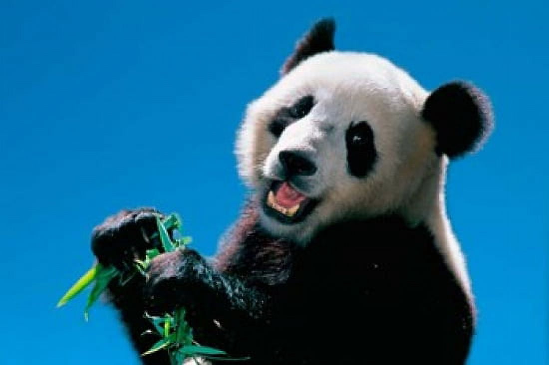 Panda Eating Bamboo Wolong Sichuan China Canvas Art - Keren Su DanitaDelimont (36 x 24)