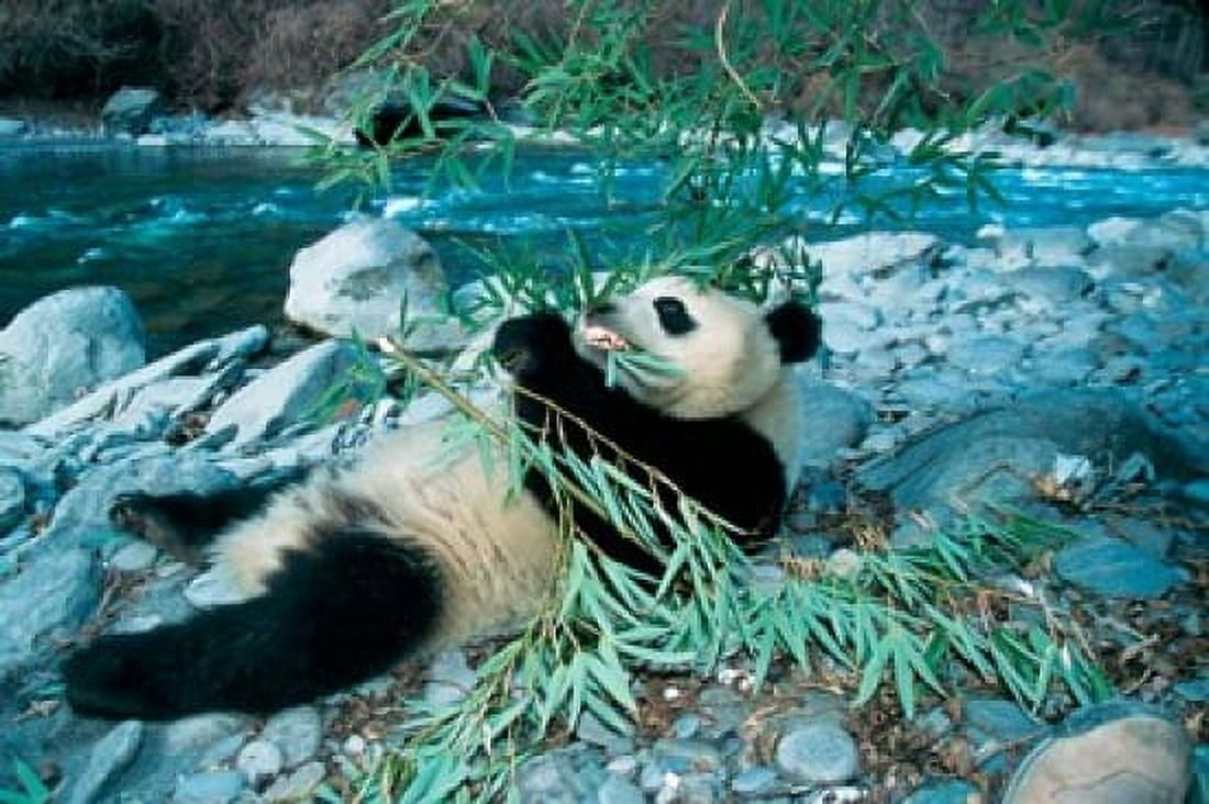 Panda Eating Bamboo by Riverbank Wolong Sichuan China Canvas Art - Keren Su DanitaDelimont (36 x 24)