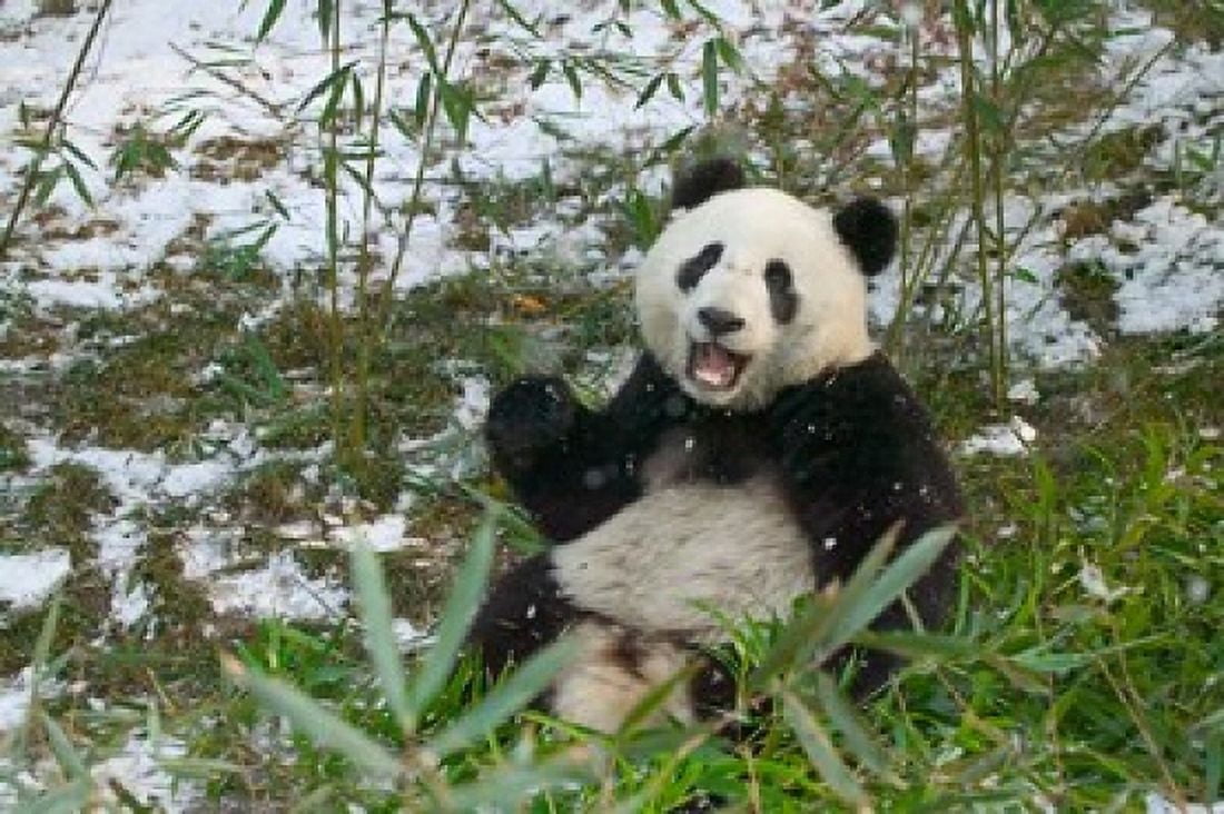 Panda Eating Bamboo on Snow Wolong Sichuan China Canvas Art - Keren Su DanitaDelimont (34 x 23)