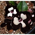 thumbnail image 1 of Panda Face Ling Ling Ginger - Asarum Maximum - Wildflower - 2.5" Pot, 1 of 4