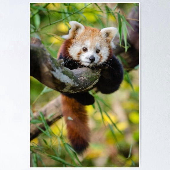 Panda Portrait Illustration Poster, Poster Home Decor, Poster Only