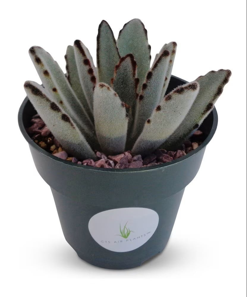 ceramic outdoor flower pots Potrero Planter - Terra Rosa