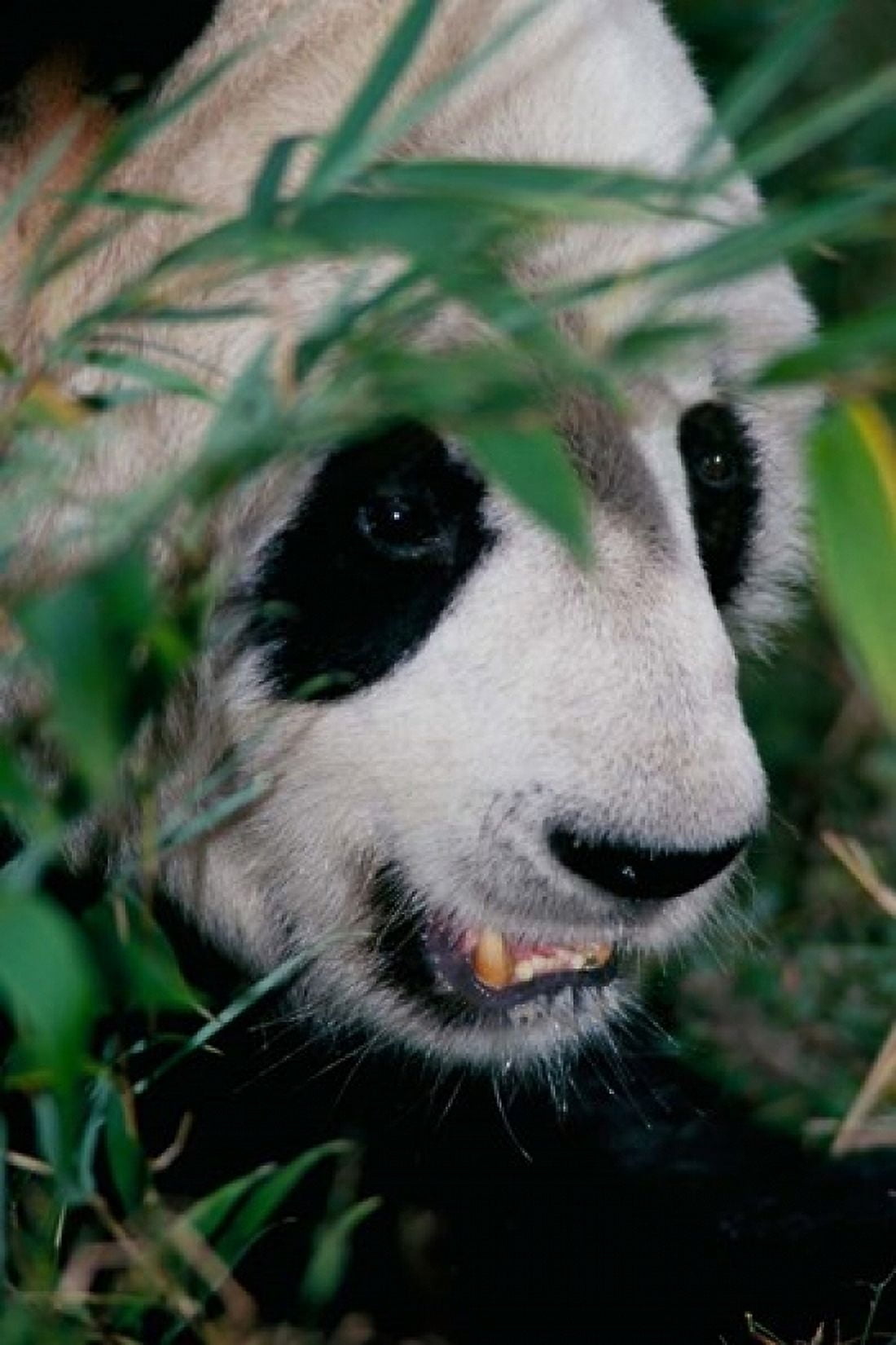 Panda Wolong Sichuan China Canvas Art - Keren Su DanitaDelimont (12 x 17)