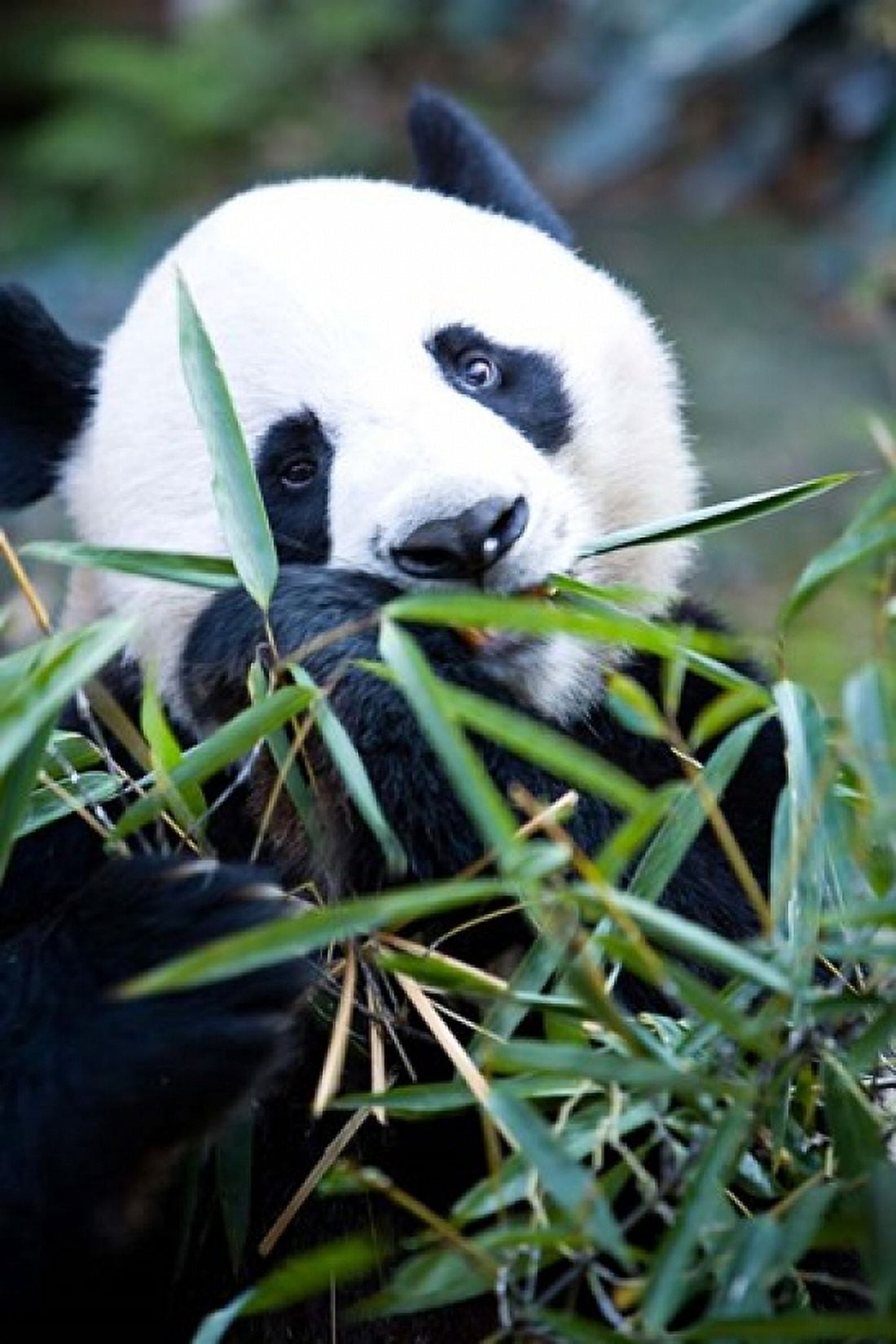 Panda bear Panda reserve Canvas Art - Gavriel Jecan DanitaDelimont (23 x 35)