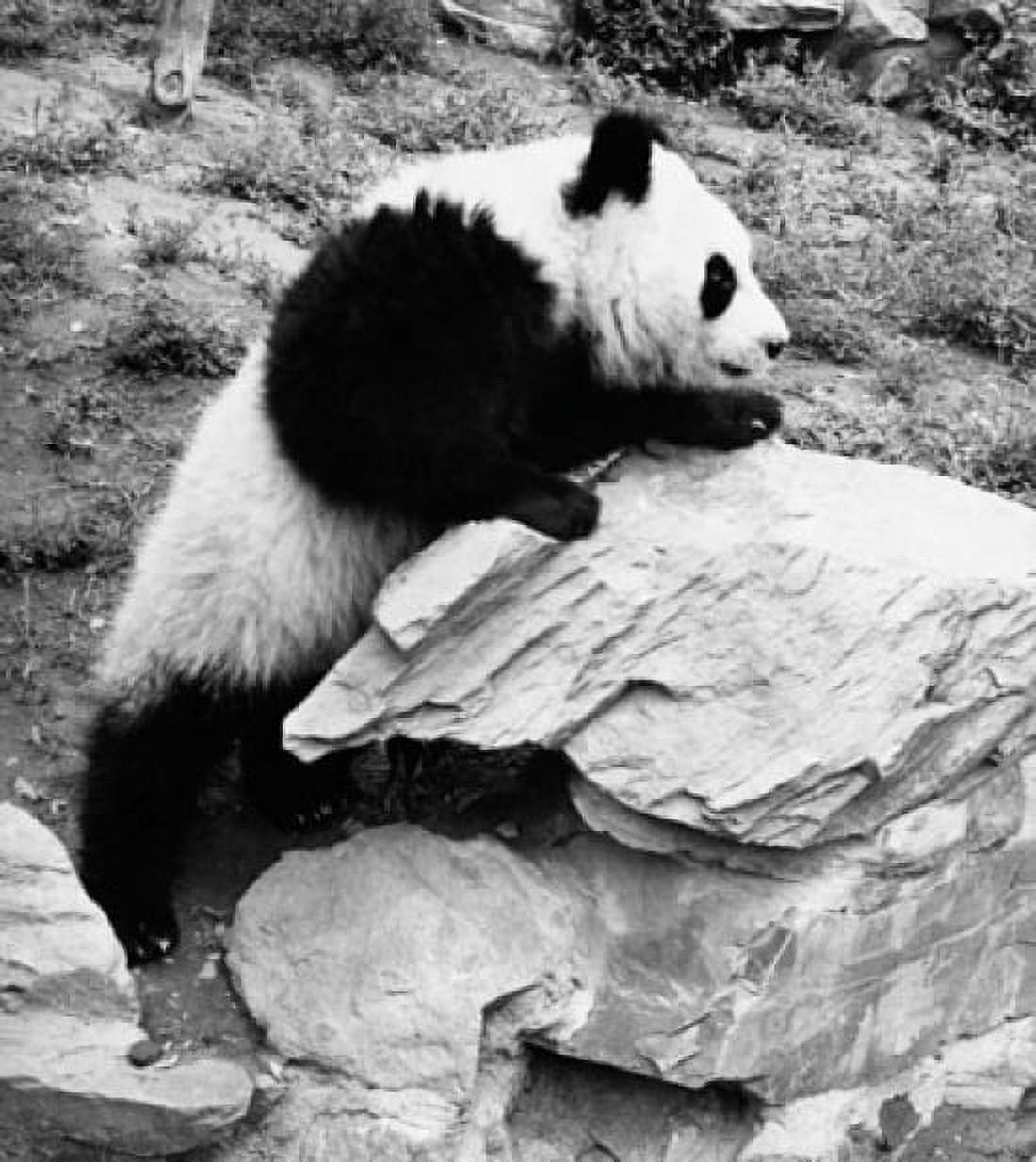 Panda climbing a rock (Ailuropoda melanoleuca) Canvas Art - (24 x 36)