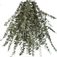 thumbnail image 1 of PandaTop 16 PCS Mix Dried Eucalyptus Stems Bundle, 100% Real Natural Eucalyptus Leaves Hanging Shower Plant,17'' Eucalyptus Branches Plant for DIY Wedding Home Bathroom Decor, 1 of 7