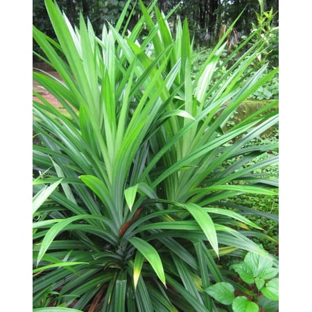 Pandan Leaves Live Plant 5”- 9” Tall from Roots in Cup - Pandanus Amaryllifolius - Fragrant Tropical Plant