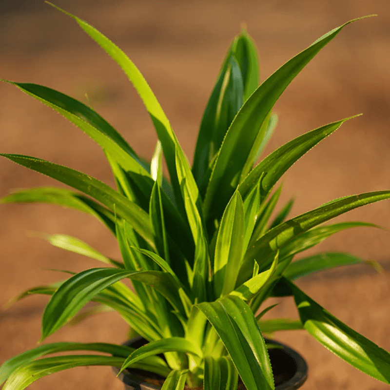 Pandan Leaves Plant 5-8 Inch  Live Herb for Cooking and Fragrant Gardens -  Walmart.com