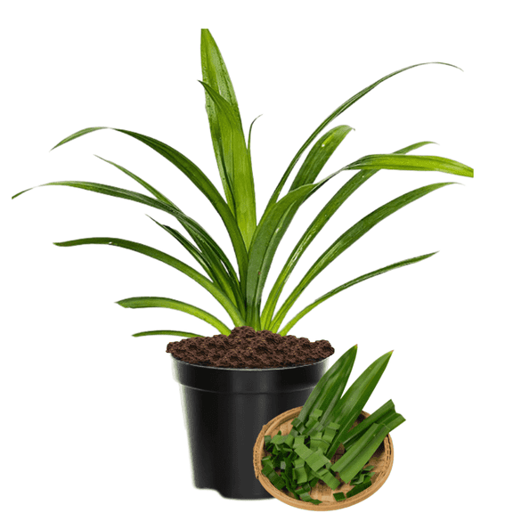 Pandan Live Plant, 1017 inch Tall, Fragrant Herb, Well-Rooted, Ideal for Vegetable Gardens, USDA Zones 1011