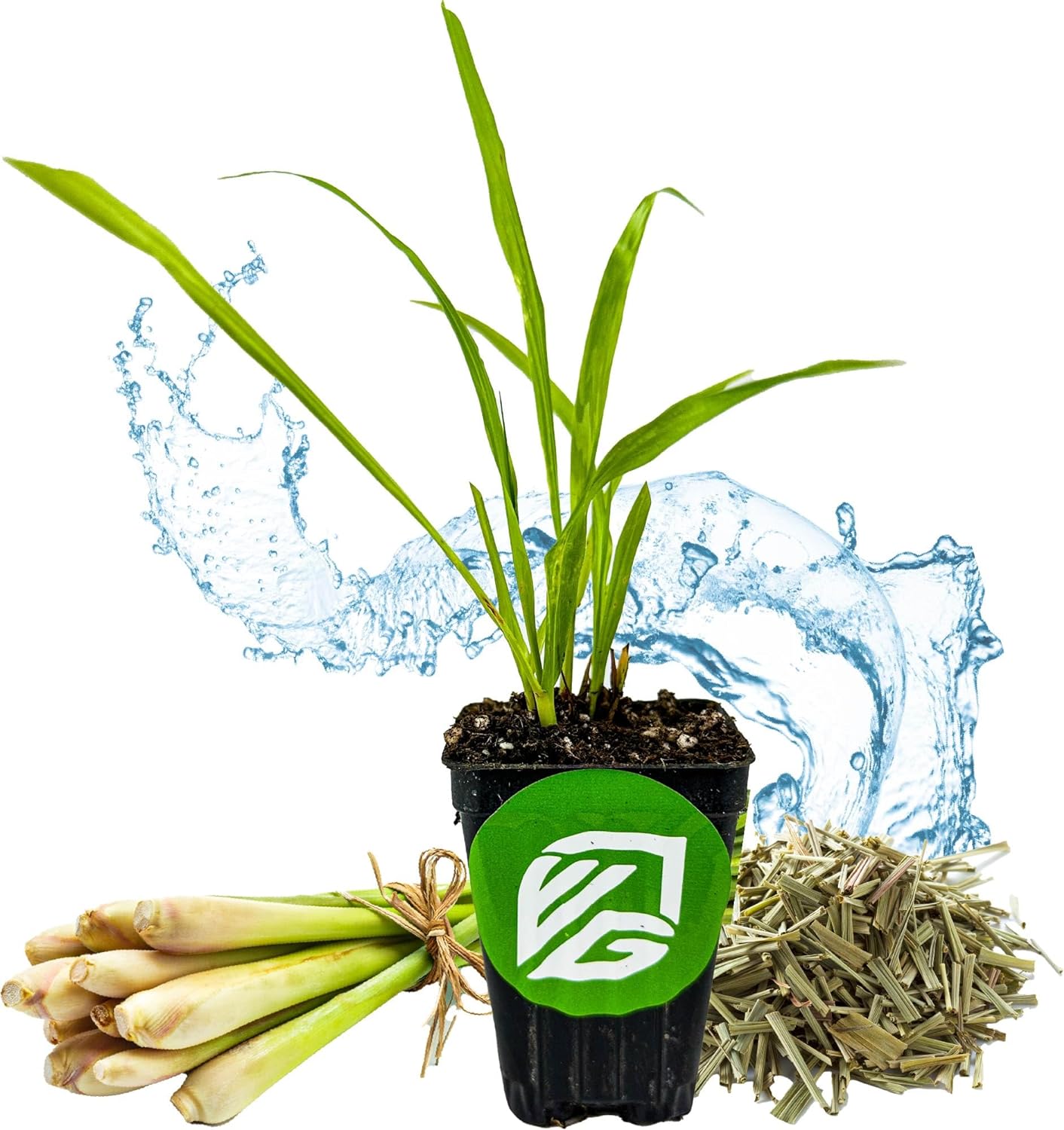 Pandan Live Plant Pandanus Amaryllifolius Wellspring Gardens Exquisite Fragrant Herb Great