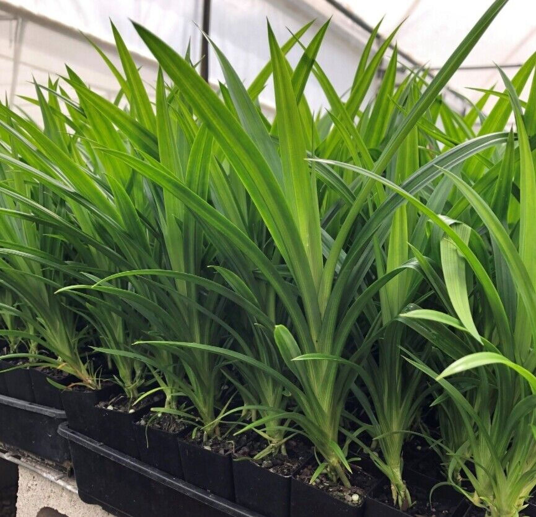 Pandan Pandanus amaryllifolius LIVE PLANT