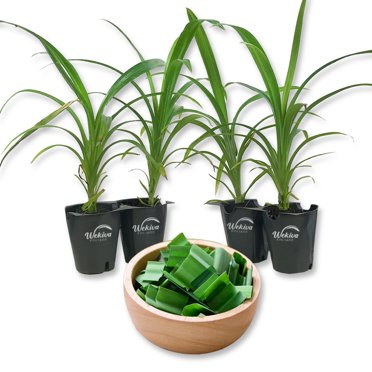 4 Live Pandan Starter Plants – Pandanus Amaryllifolius – Fragrant Edible Leaves – 2 Inch Pots